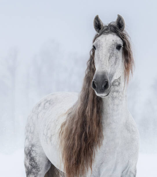 Kunstfotografi Grey Pure Spanish Horse with long mane.