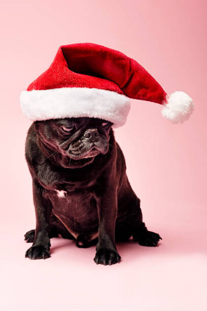 Fotografia Grumpy Pug Wearing a Christmas Hat