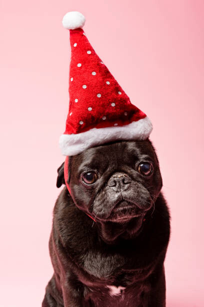 Fotografia Grumpy Pug Wearing a Christmas Hat