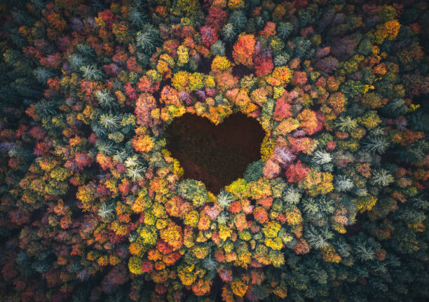 Umetniška fotografija Heart Shape In Autumn Forest
