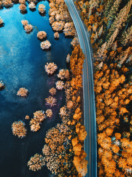 Photographie artistique helicopter view of the pine forest along a lake