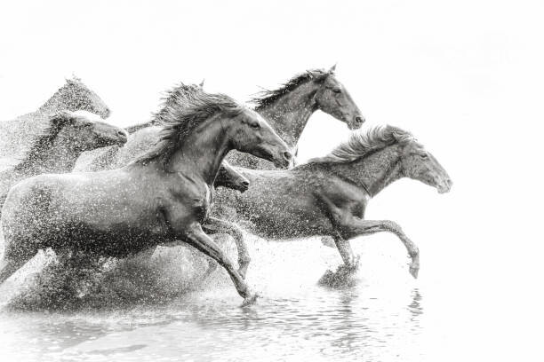 Fotografie de artă Herd of Wild Horses Running in Water