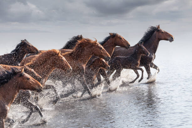 Umělecká fotografie Herd of Wild Horses Running in Water