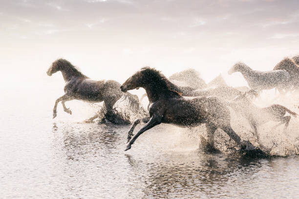 Umjetnička fotografija Herd of Wild Horses Running in Water