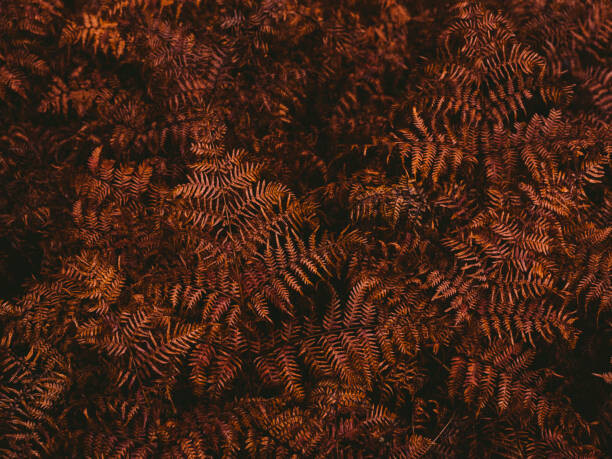Umělecká fotografie High angle view of brown fern leaves