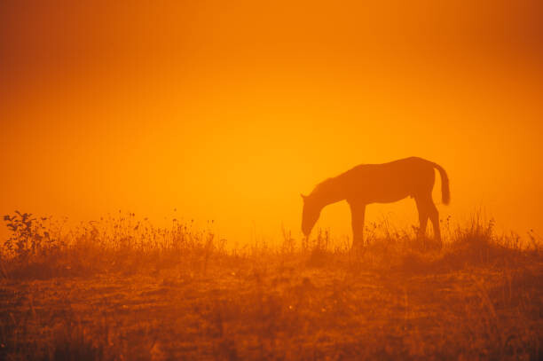 Umjetnička fotografija Horse silhouette on morning meadow. Orange