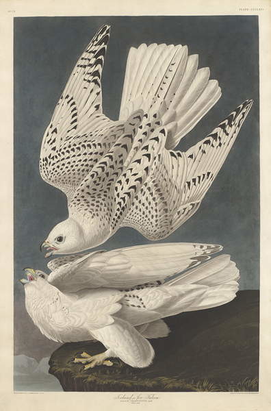 Obrazová reprodukce Iceland or Jer Falcon, 1837