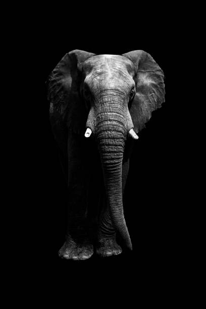 Umělecká fotografie Isolated elephant standing looking at camera