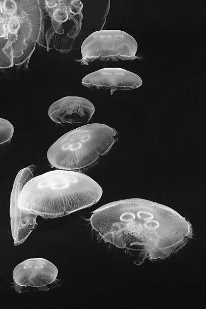 Umelecká fotografie Jellyfish