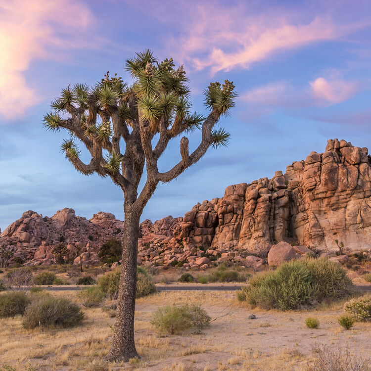 Photographie d'art Joshua Tree Sunset Mood