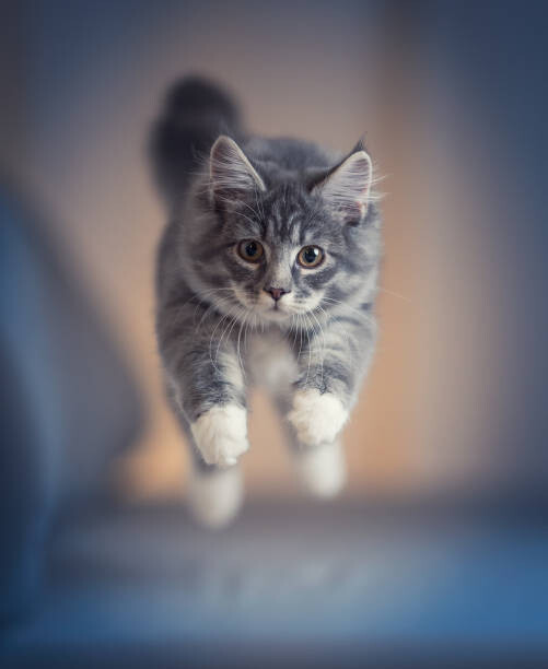 Kunstfotografie jumping kitten