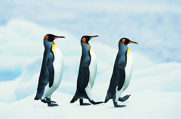 Photographie artistique King Penguins walking in single file