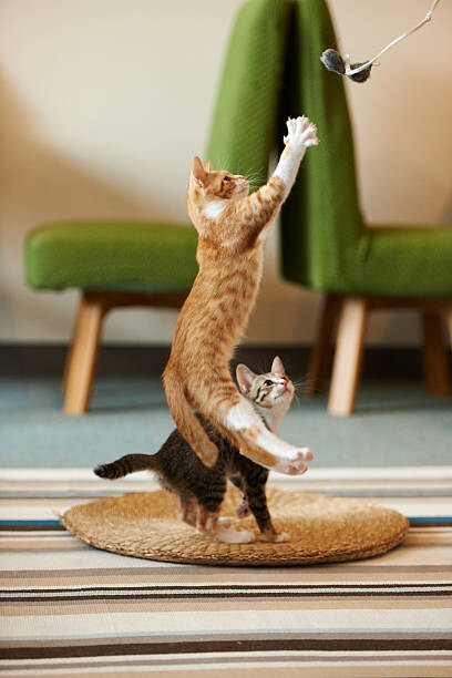 Kunstfotografie kitten jumping to catch a toy.