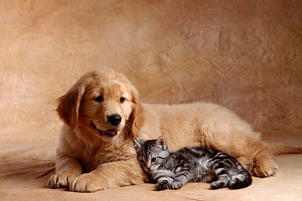 Umělecká fotografie Kitten Leaning Against Golden Retriever Puppy