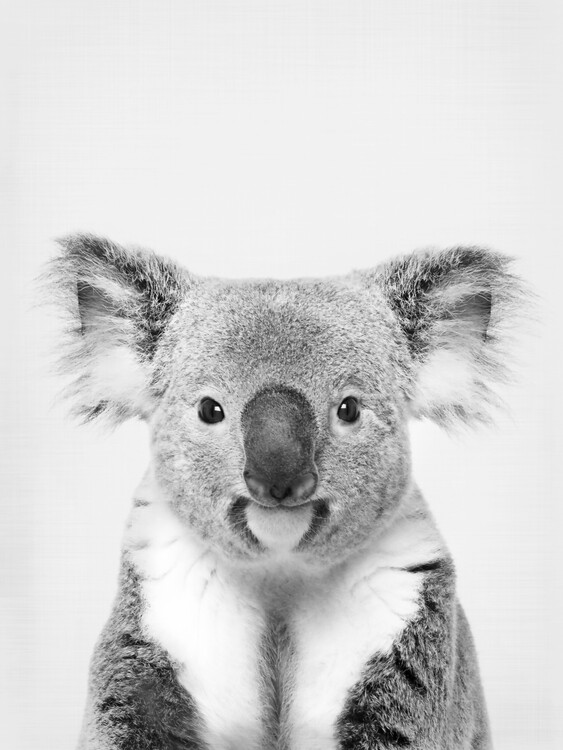 Umělecká fotografie Koala
