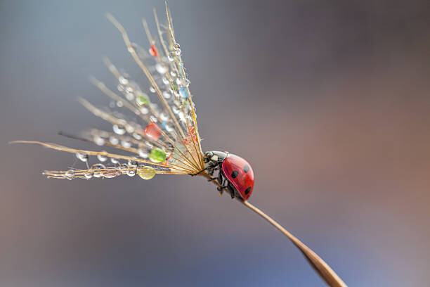 Konstfotografering Ladybug on dandelion