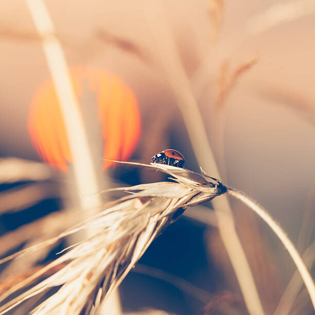 Konstfotografering Ladybug sitting on wheat during sunset