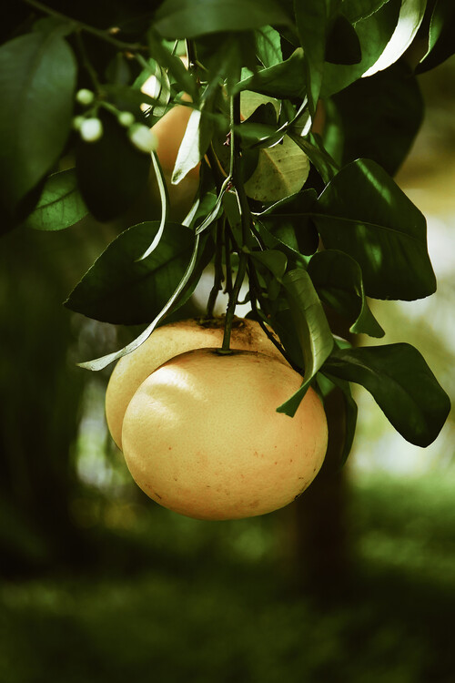 Arte fotográfico Lemontree