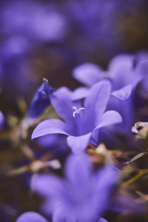 Umělecká fotografie Lilac flowers at dusk