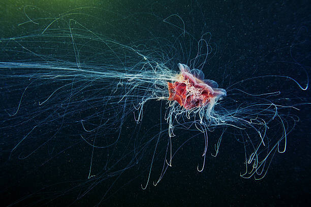 Fotografia Lion's Mane Jellyfish - Cyanea capillata