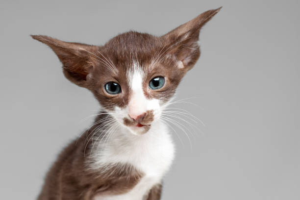 Fotografia artistica Little cute kitten of oriental cat