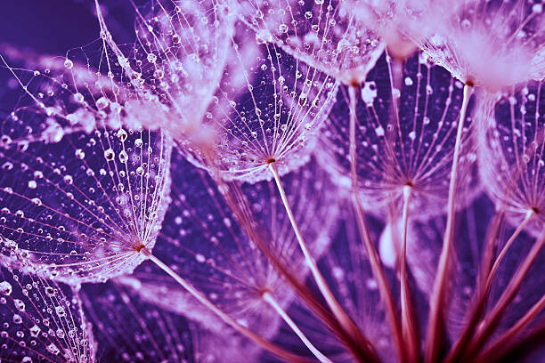 Konstfotografering Macro abstract of water drops on dandelion seeds