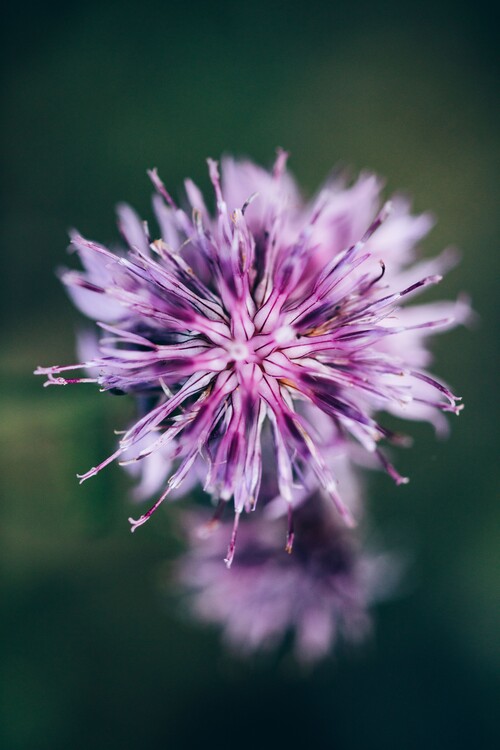 Umelecká fotografie Macro of lilac flower