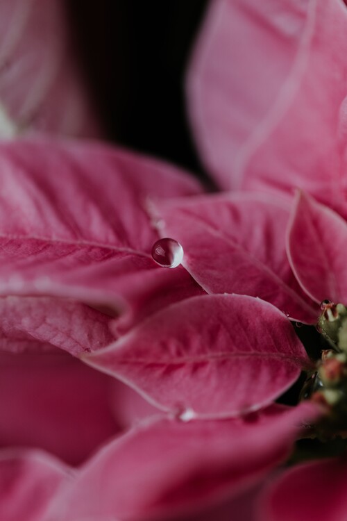 Konstfotografering Macro pink flowers