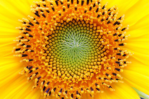 Művészeti fotózás Mathematical center of a sunflower