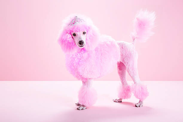 Umělecká fotografie Miniature Pink poodle, pink poodle,studio