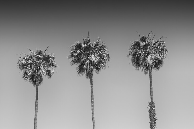 Photographie d'art Minimalistic Palm Trees