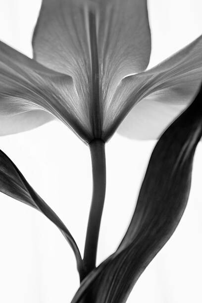 Fotografia artystyczna monochrome lily