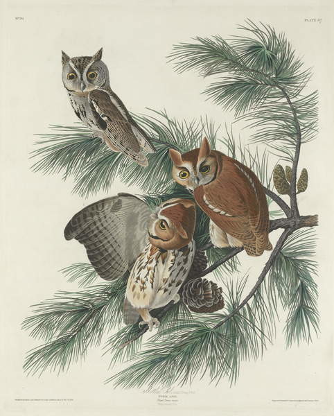 Obrazová reprodukce Mottled Owl, 1830