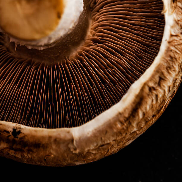 Umetniška fotografija Mushroom detail