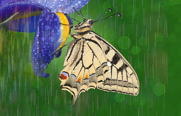 Művészeti fotózás Old world swallowtail butterfly
