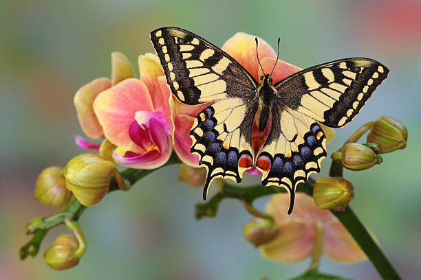 Művészeti fotózás Old World Swallowtail Butterfly, Papilio machaon