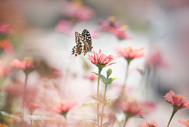 Φωτογραφία Τέχνης One butterfly stop on pink flower