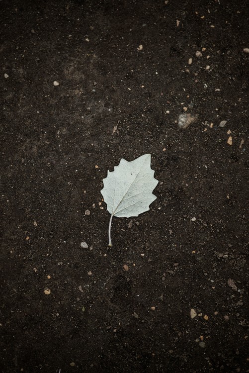 Arte fotográfico One white leaf on the black terrain