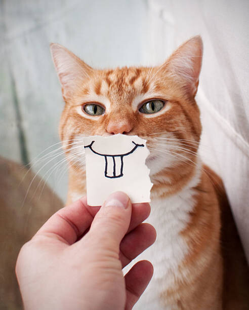 Umělecká fotografie Orange Cat face