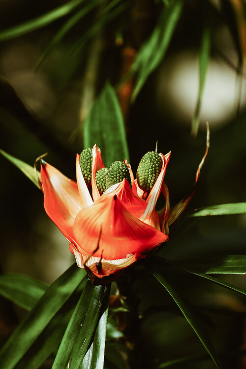 Arte fotográfico Orange Flower