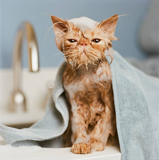 Umělecká fotografie Orange Persian cat  under towel
