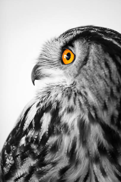 Umelecká fotografie Owl profile