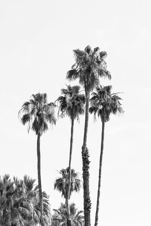 Photographie d'art Palm trees by the sea