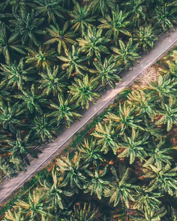 Φωτογραφία Τέχνης Palm-Trees