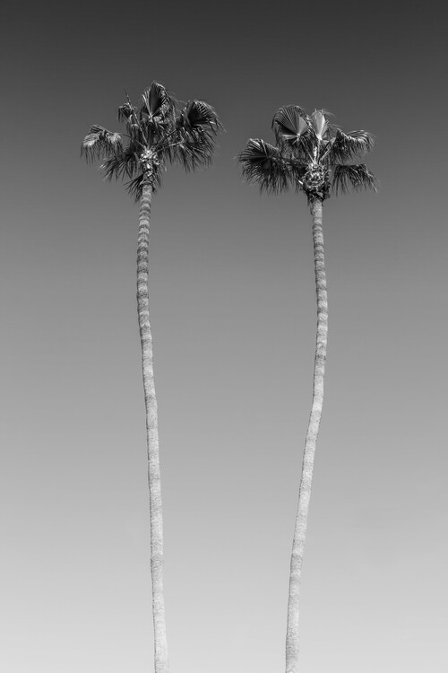 Photographie d'art Palm Trees In Black & White