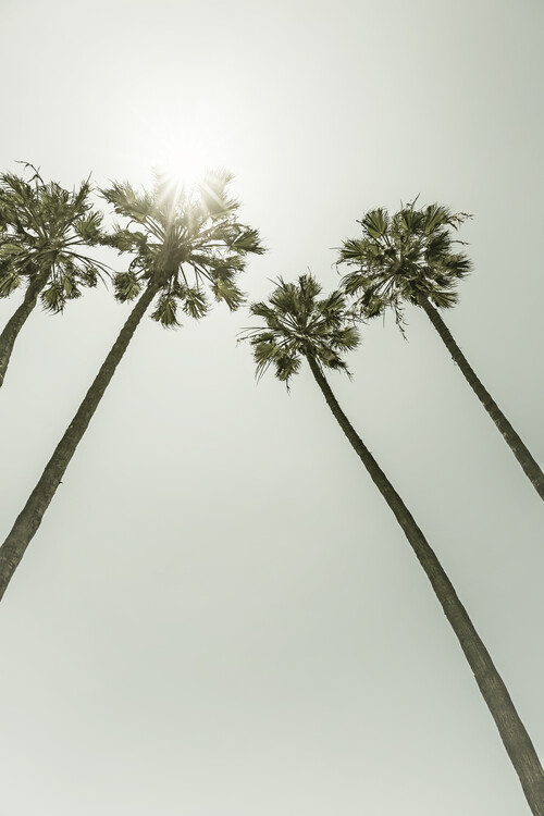 Umělecká fotografie Palm Trees in the sun | Vintage