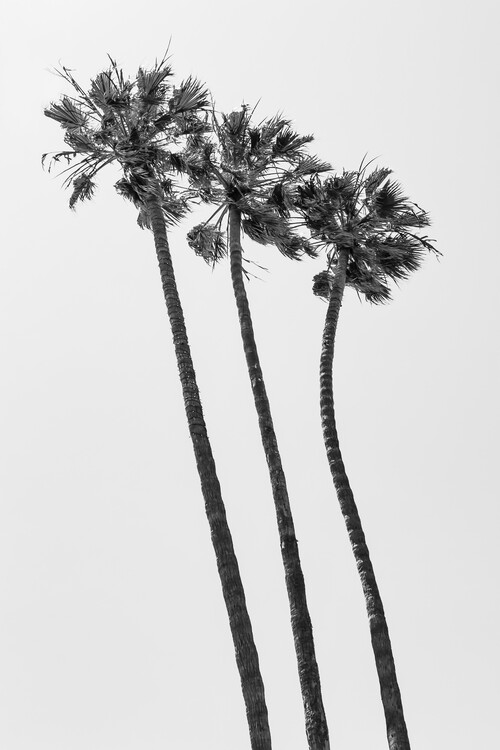 Photographie d'art Palm Trees Summertime
