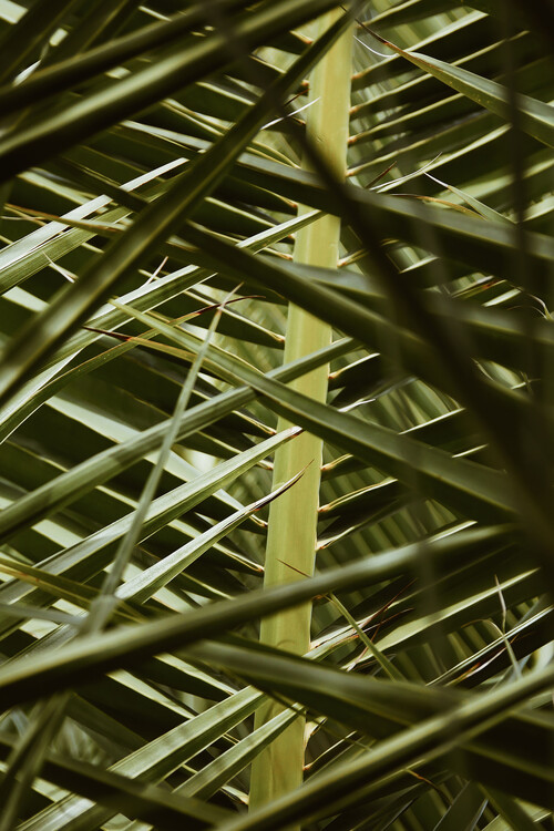 Arte fotográfico Palms in disguise