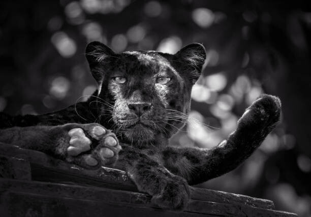 Umělecká fotografie Panther or leopard are relaxing