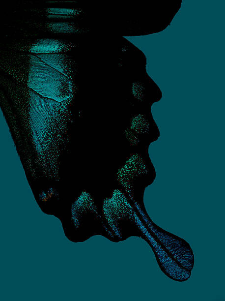 Fotografia Part of butterfly wing on turquoise background